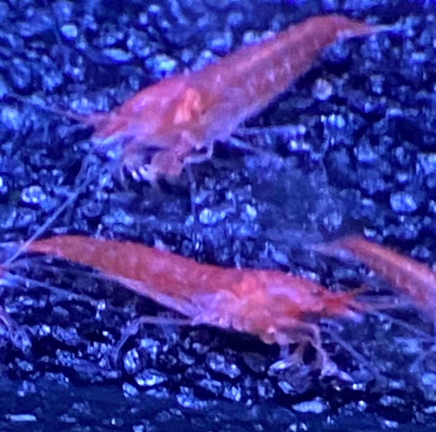 10 Opae Ula | Halocaridina rubra | Volcano Red Shrimp