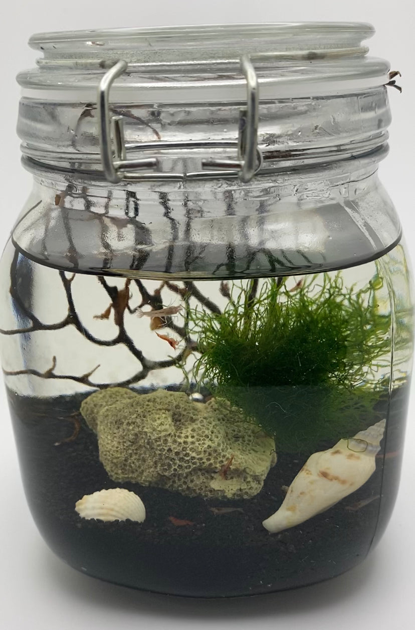 Self Sustaining Ecosystem with 10 live Opae ula Halocaridina rubra red Hawaiian Super Shrimp The Easiest pet