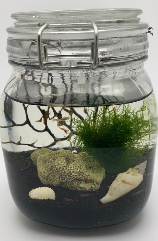 10마리의 살아있는 Opae ula Halocaridina rubra red 하와이산 슈퍼 새우를 통한 자립 생태계 가장 쉬운 애완동물