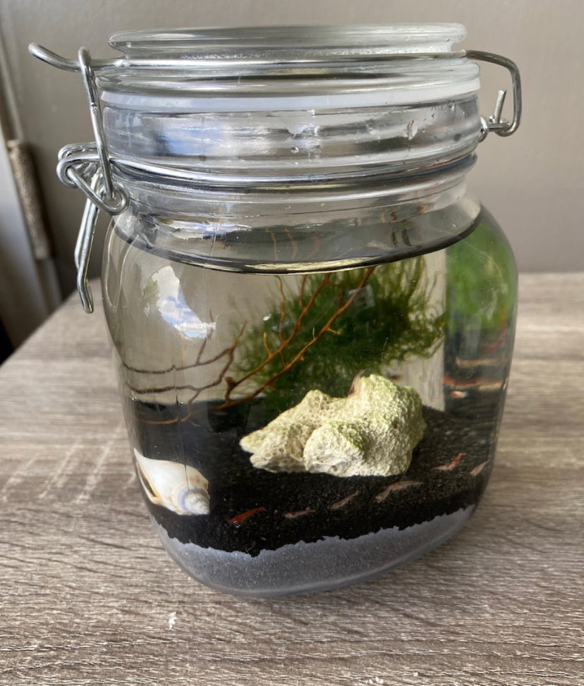 Self Sustaining Ecosystem with 10 live Opae ula Halocaridina rubra red Hawaiian Super Shrimp The Easiest pet