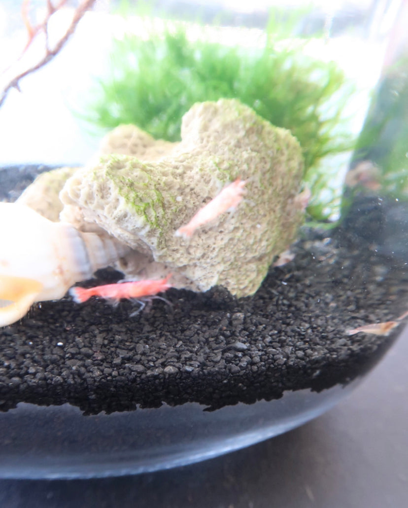 Self Sustaining Ecosystem with 10 live Opae ula Halocaridina rubra red Hawaiian Super Shrimp The Easiest pet