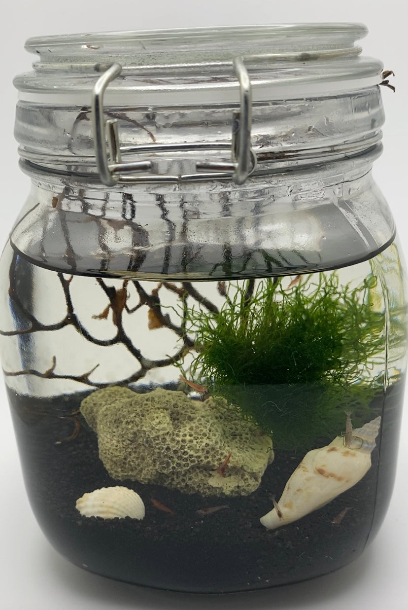 Self Sustaining Ecosystem with 10 live Opae ula Halocaridina rubra red Hawaiian Super Shrimp The Easiest pet