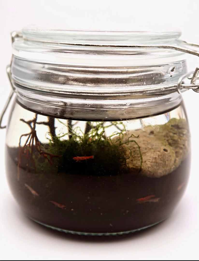 Self sustainable ecosystem with 5 live Opae Ula halocardinia rubra Super Shrimp Pet Shrimp Easiest Pet You Could Own