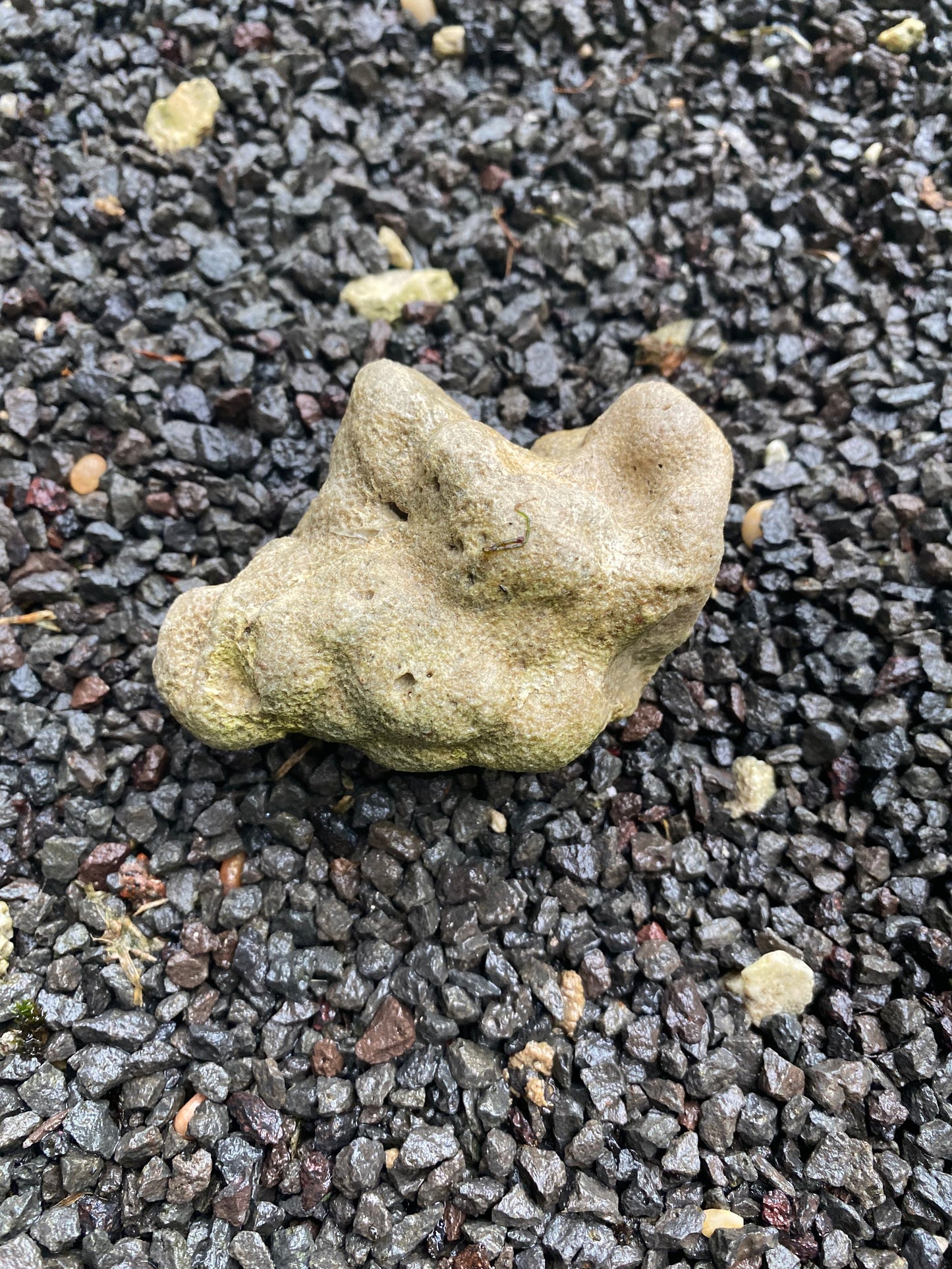 Natural Rare Coral Fossil, Beach Pebble Or Lava Rocks With Or Without Live Algae For Aquarium Decoration