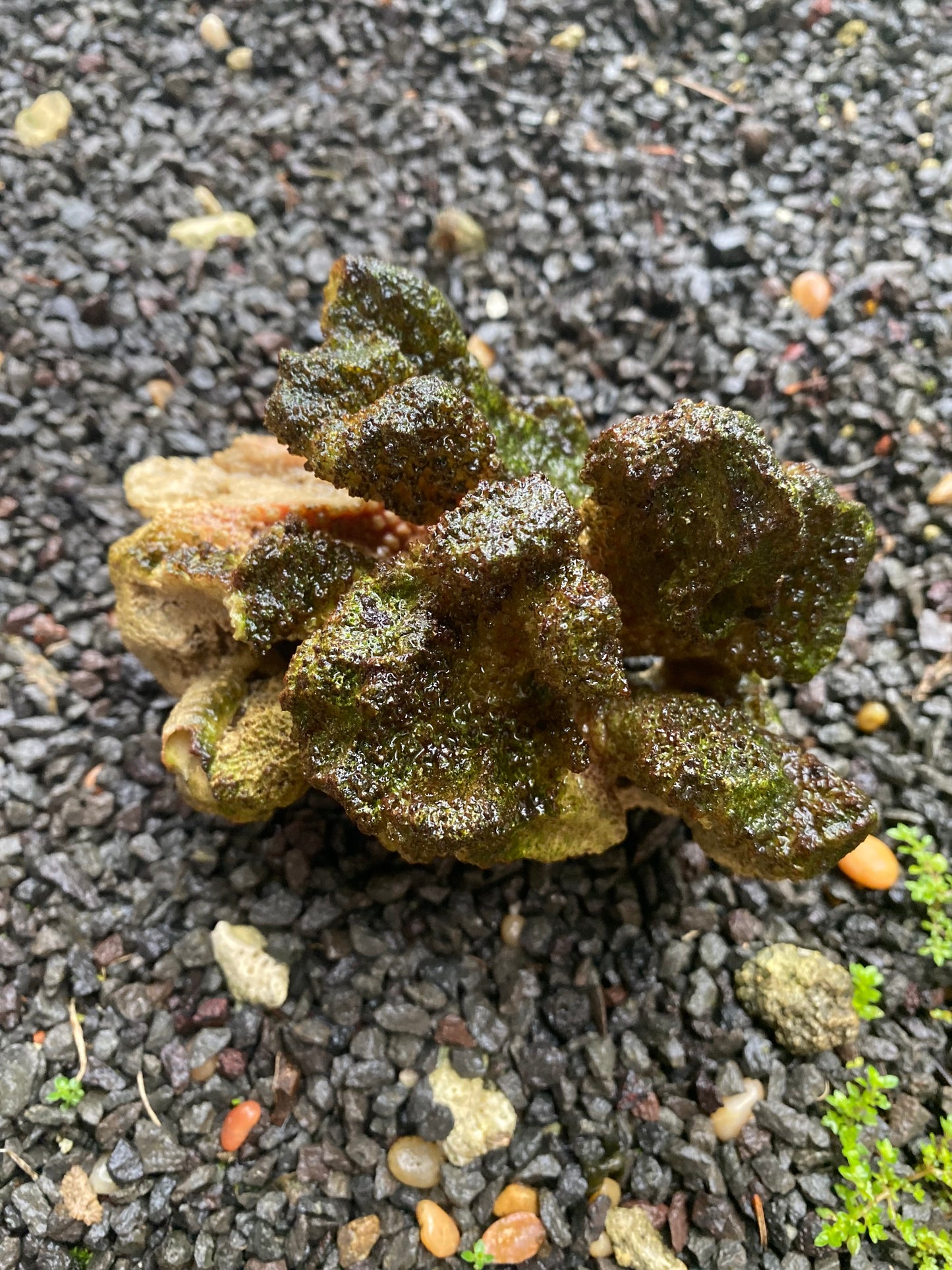 Natural Rare Coral Fossil, Beach Pebble Or Lava Rocks With Or Without Live Algae For Aquarium Decoration