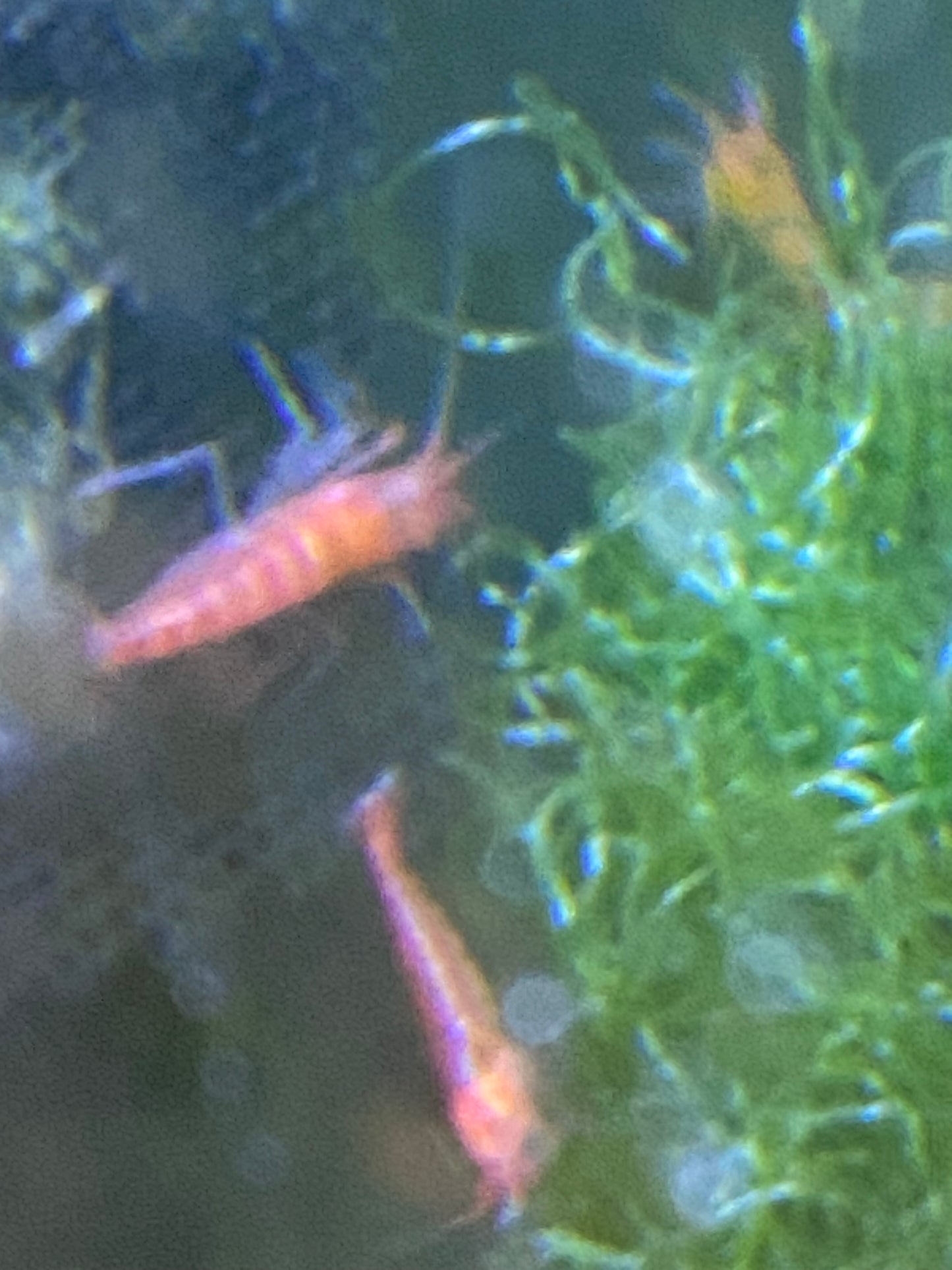 Metabetaeus Lohena For Sale Alpha Opae Ula (Live Shrimp)