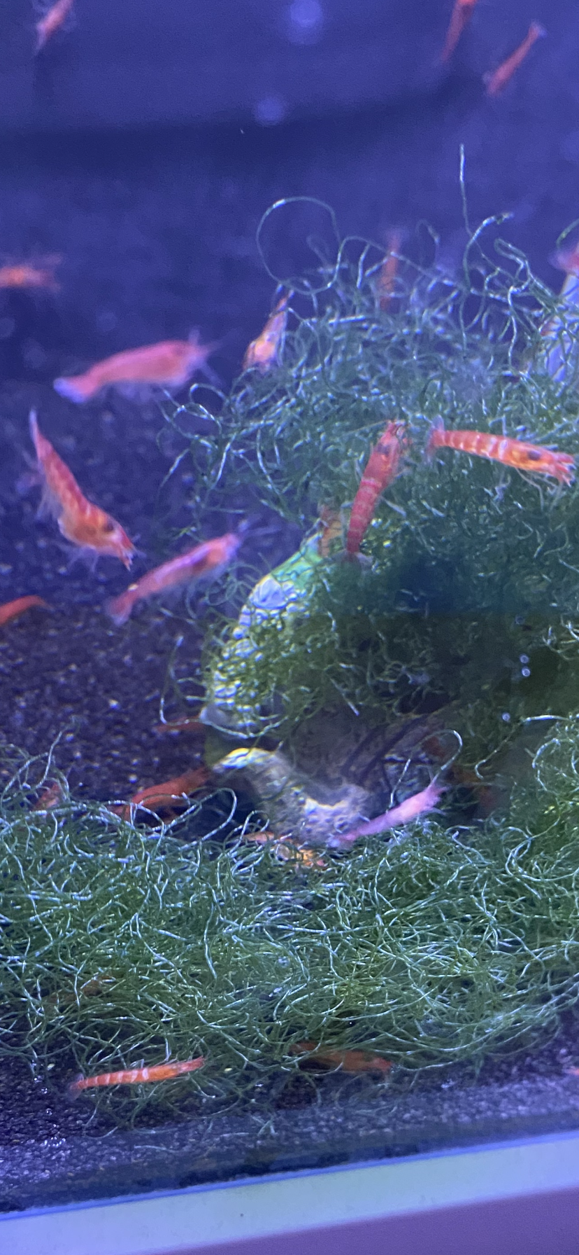 Metabetaeus Lohena For Sale Alpha Opae Ula (Live Shrimp)