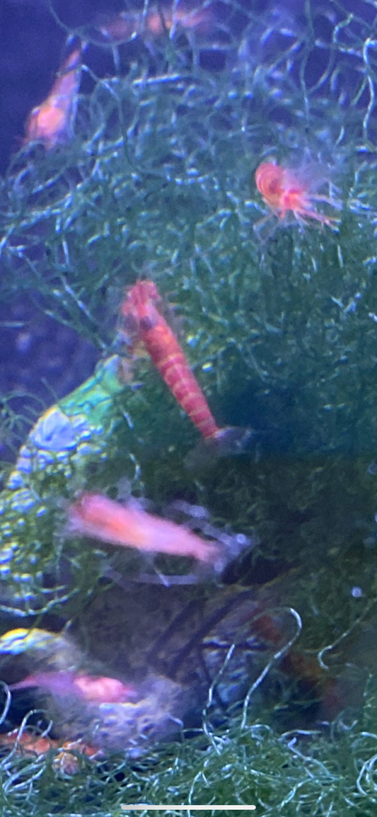 Metabetaeus Lohena For Sale Alpha Opae Ula (Live Shrimp)