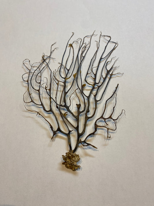Authentic Black Sea Fan Coral Gorgonia Ventalina (7-9+ inches)