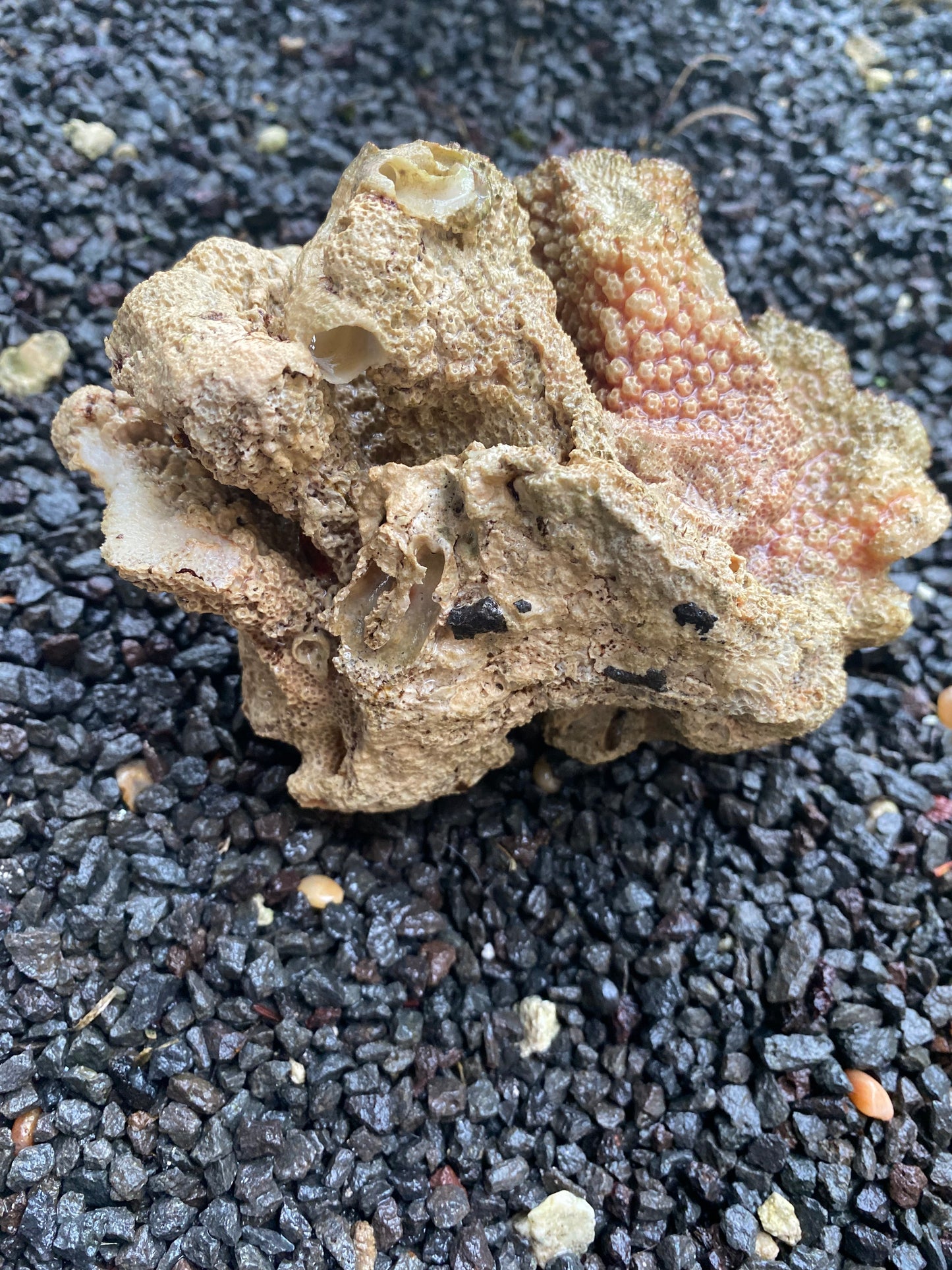 수족관 장식을 위한 살아있는 조류가 있거나 없는 천연 희귀 산호 화석, 해변 자갈 또는 용암 바위