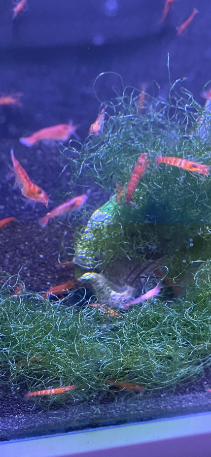 Metabetaeus Lohena For Sale Alpha Opae Ula (Live Shrimp)