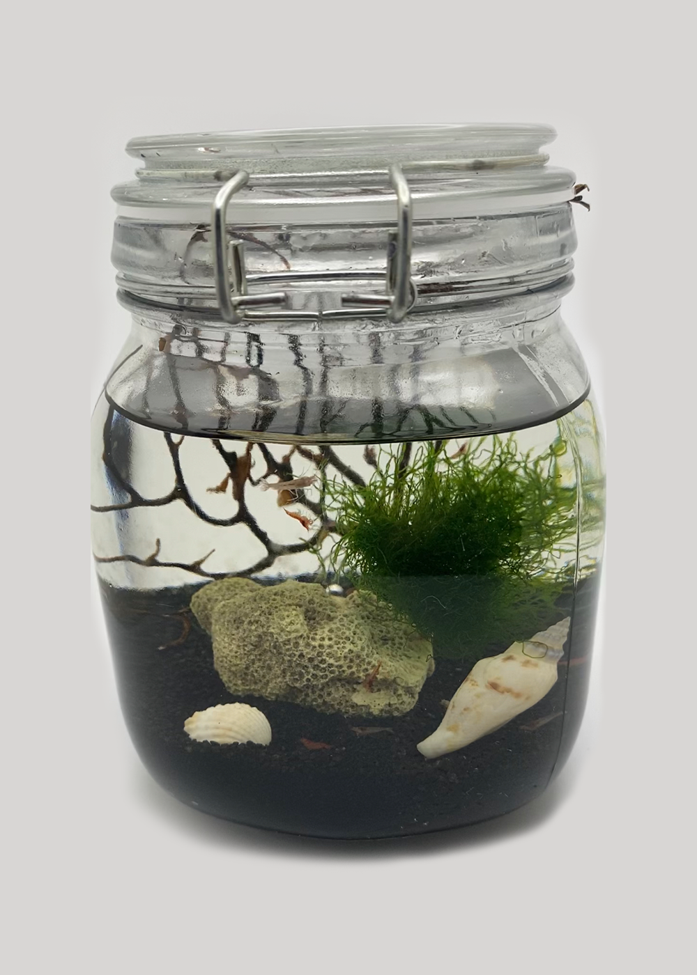 Self Sustaining Ecosystem with 10 live Opae ula Halocaridina rubra red Hawaiian Super Shrimp The Easiest pet