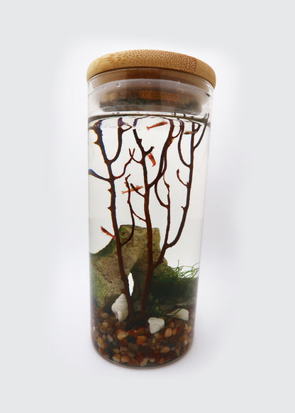 Self sustainable ecosystem with 5 live Opae Ula halocardinia rubra Super Shrimp Pet Shrimp